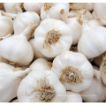 low price high quality Chinese fresh and natural pure white garlic for wholesale